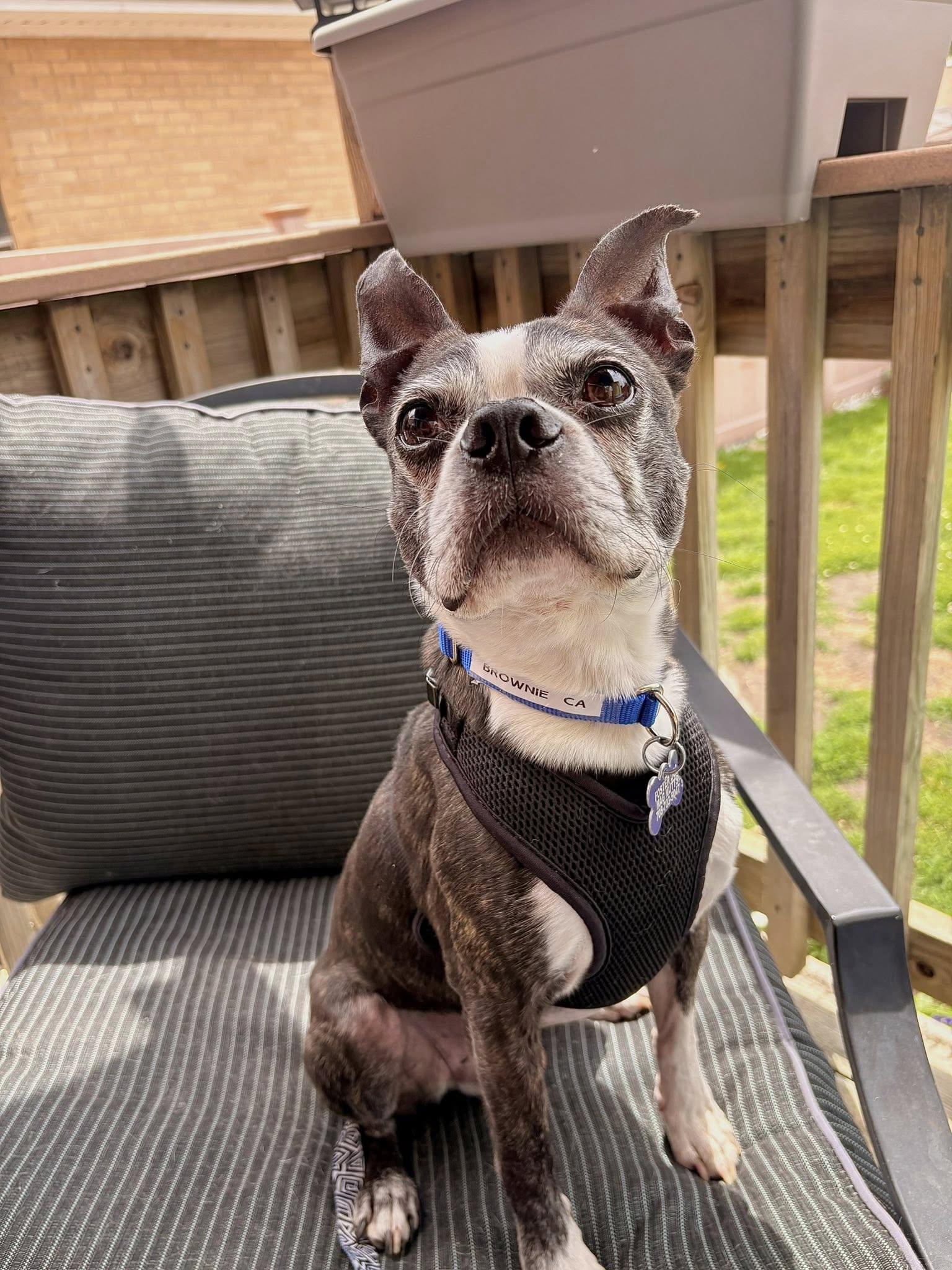 Brownie CA, a Adoptable Boston Terrier in Hillside, IL image 2/3