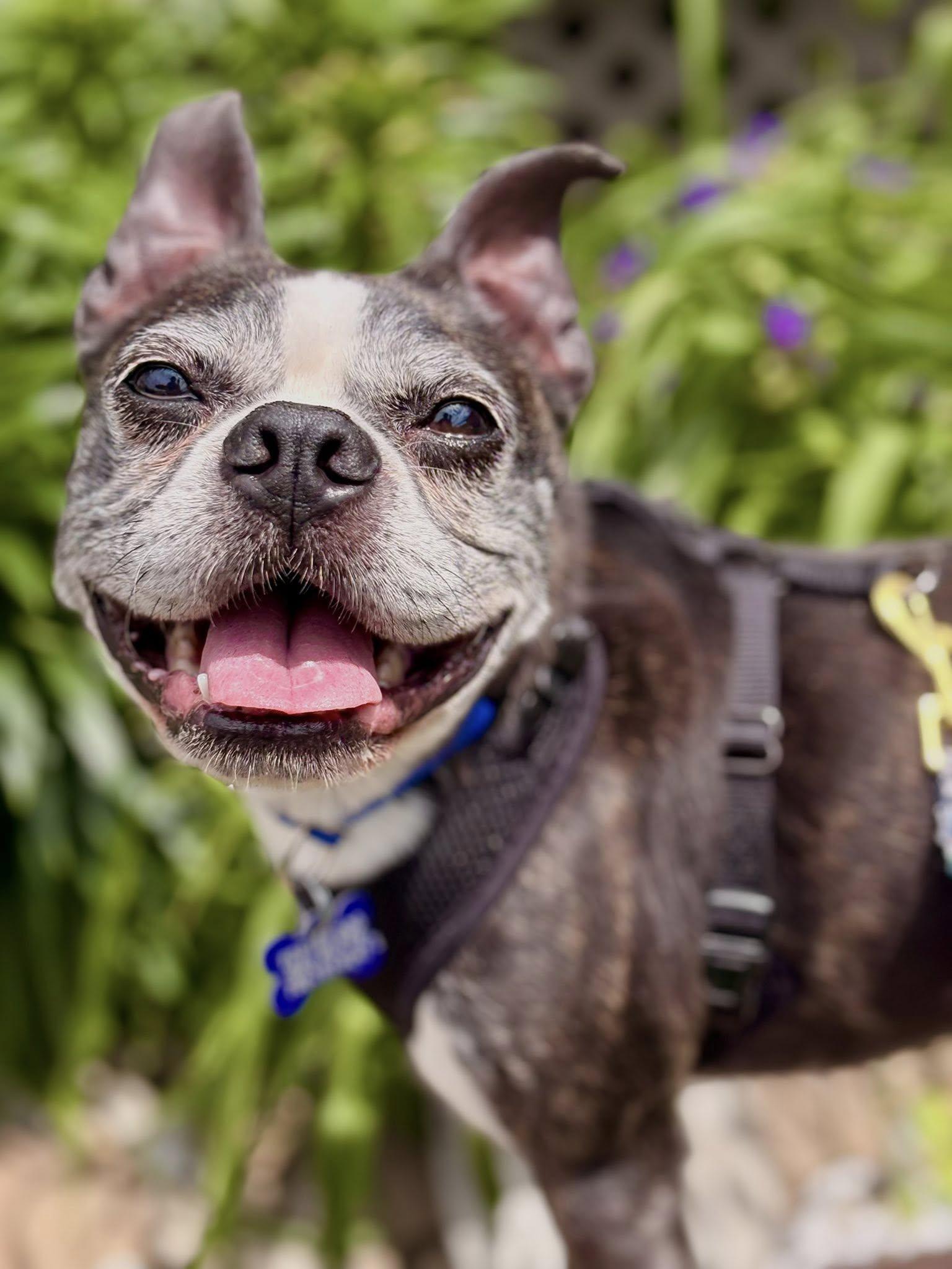 Brownie CA, a Adoptable Boston Terrier in Hillside, IL image 3/3