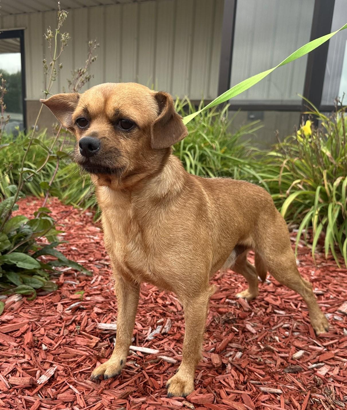 Freddie, an adoptable Yorkshire Terrier, Pug in Hastings, NE, 68901 | Photo Image 2