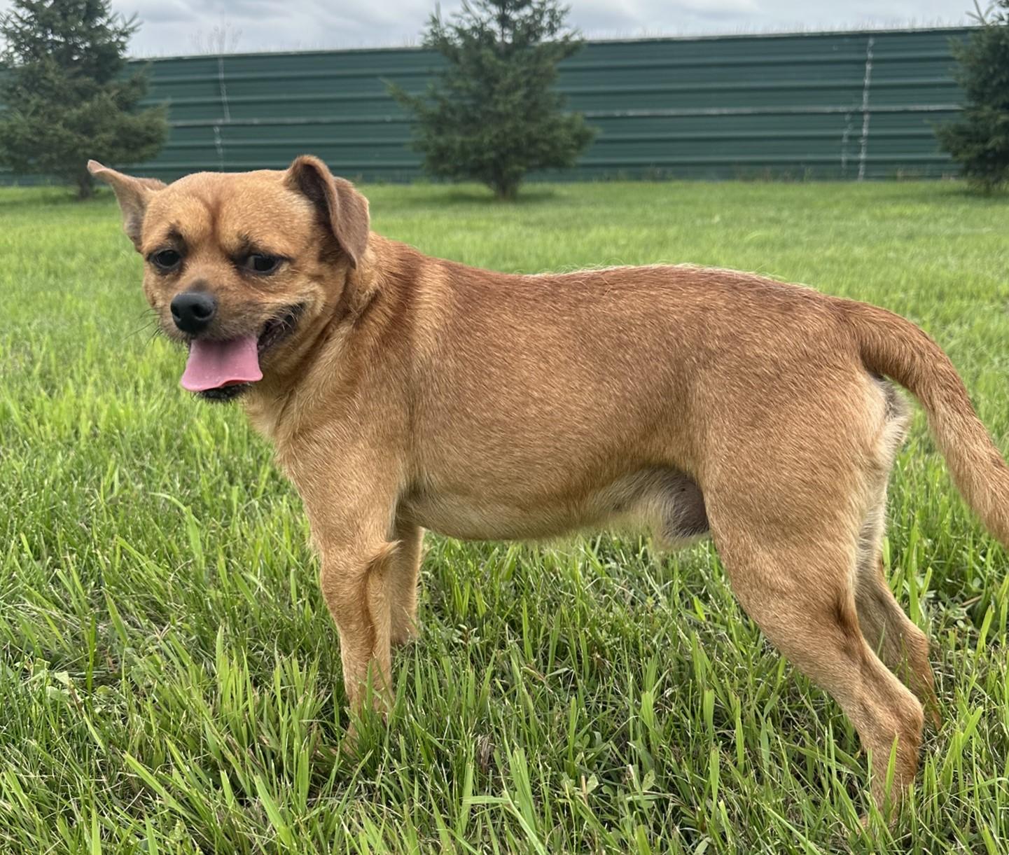 Freddie, an adoptable Yorkshire Terrier, Pug in Hastings, NE, 68901 | Photo Image 3