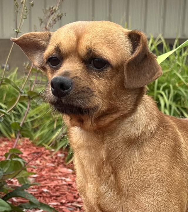Freddie, an adoptable Yorkshire Terrier, Pug in Hastings, NE, 68901 | Photo Image 1