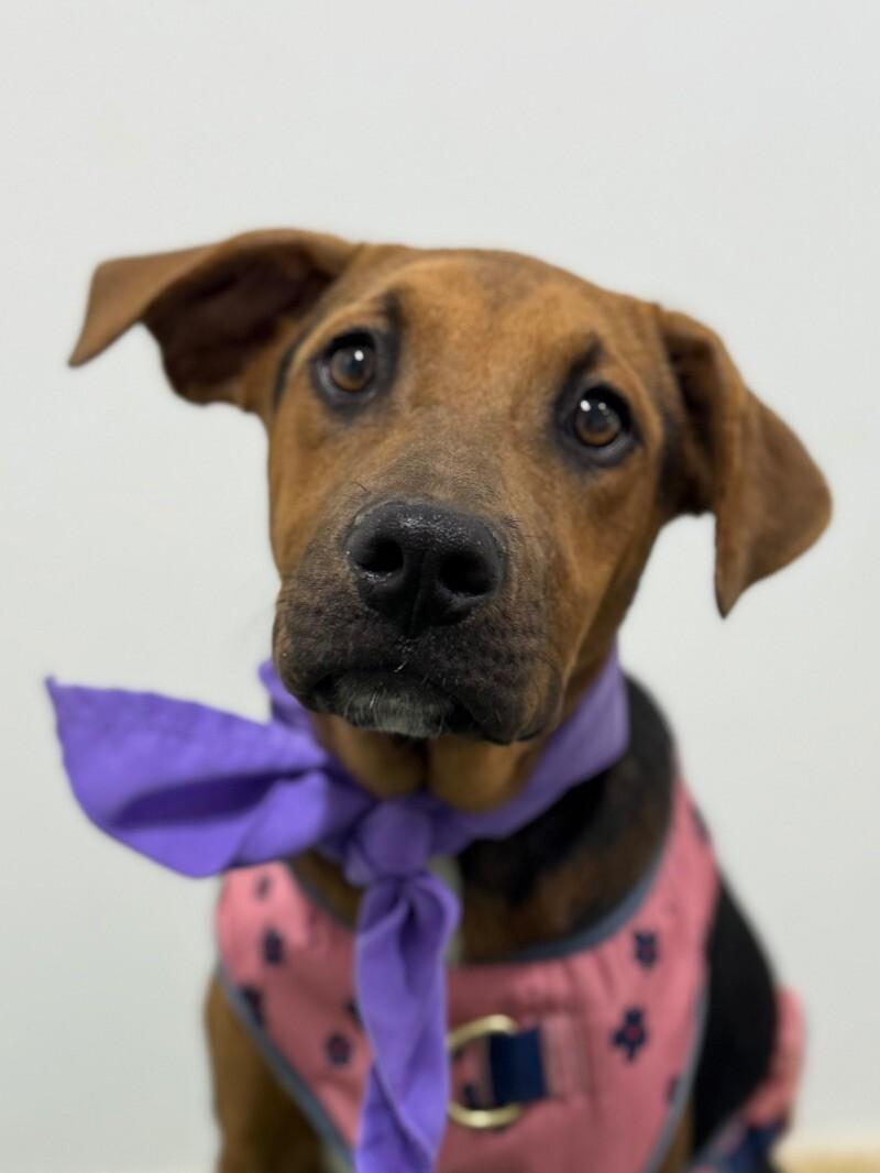 Poppy, Baby Female Rhodesian Ridgeback