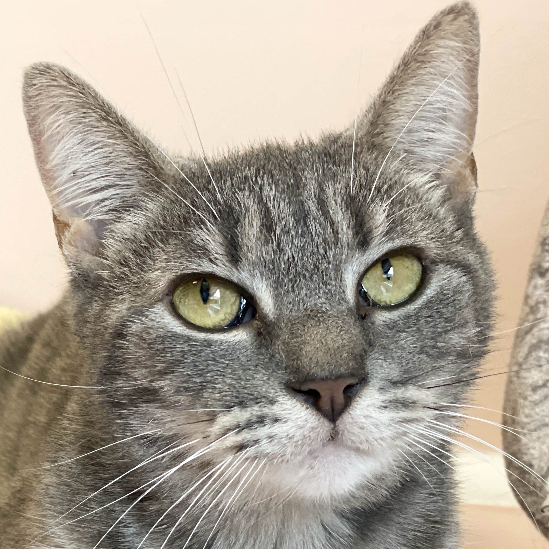 Patsy, Adoptable, Adult Female Domestic Short Hair.