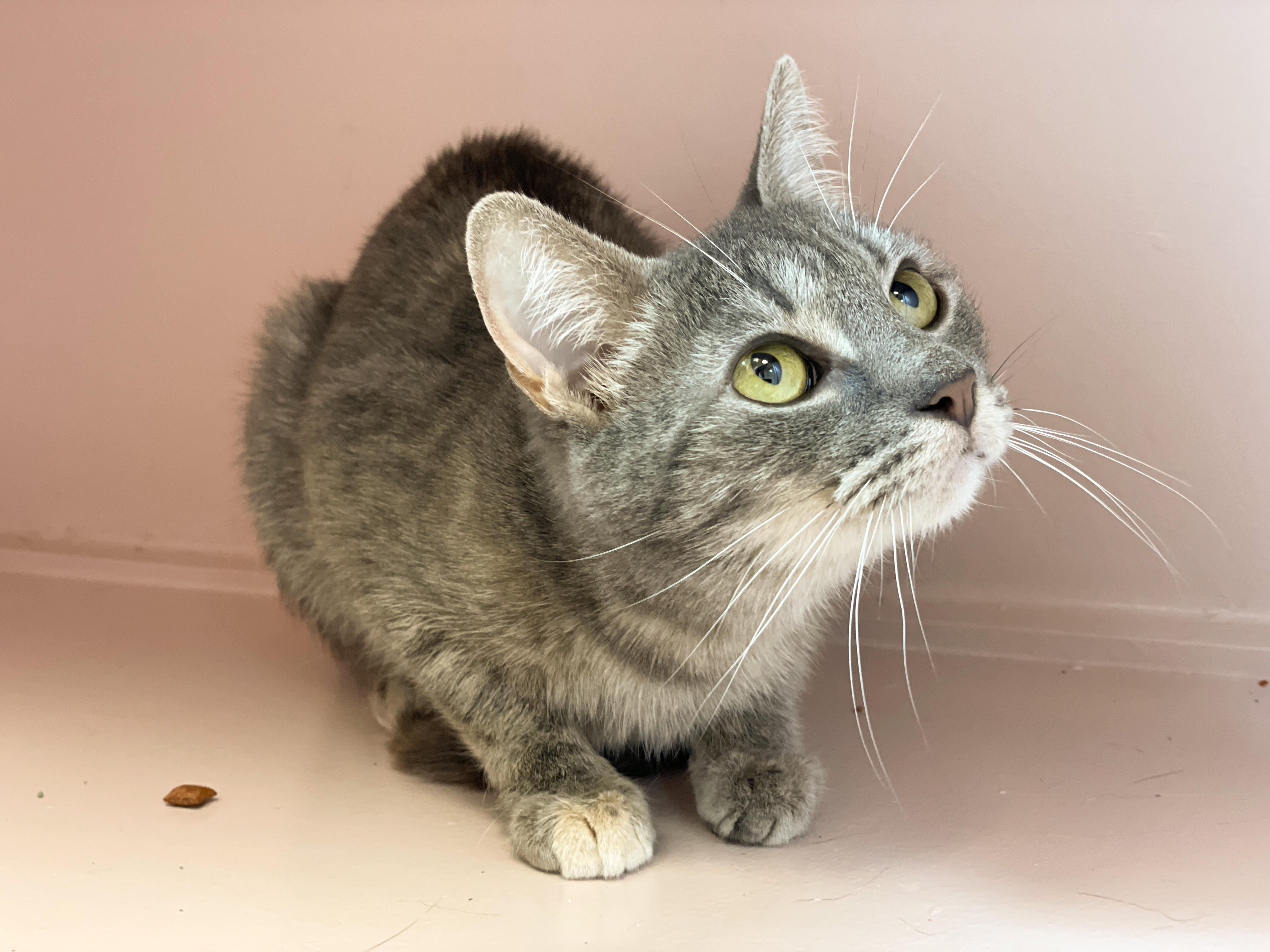 Patsy, a Adoptable Domestic Short Hair in Charles Town, WV image 4/6
