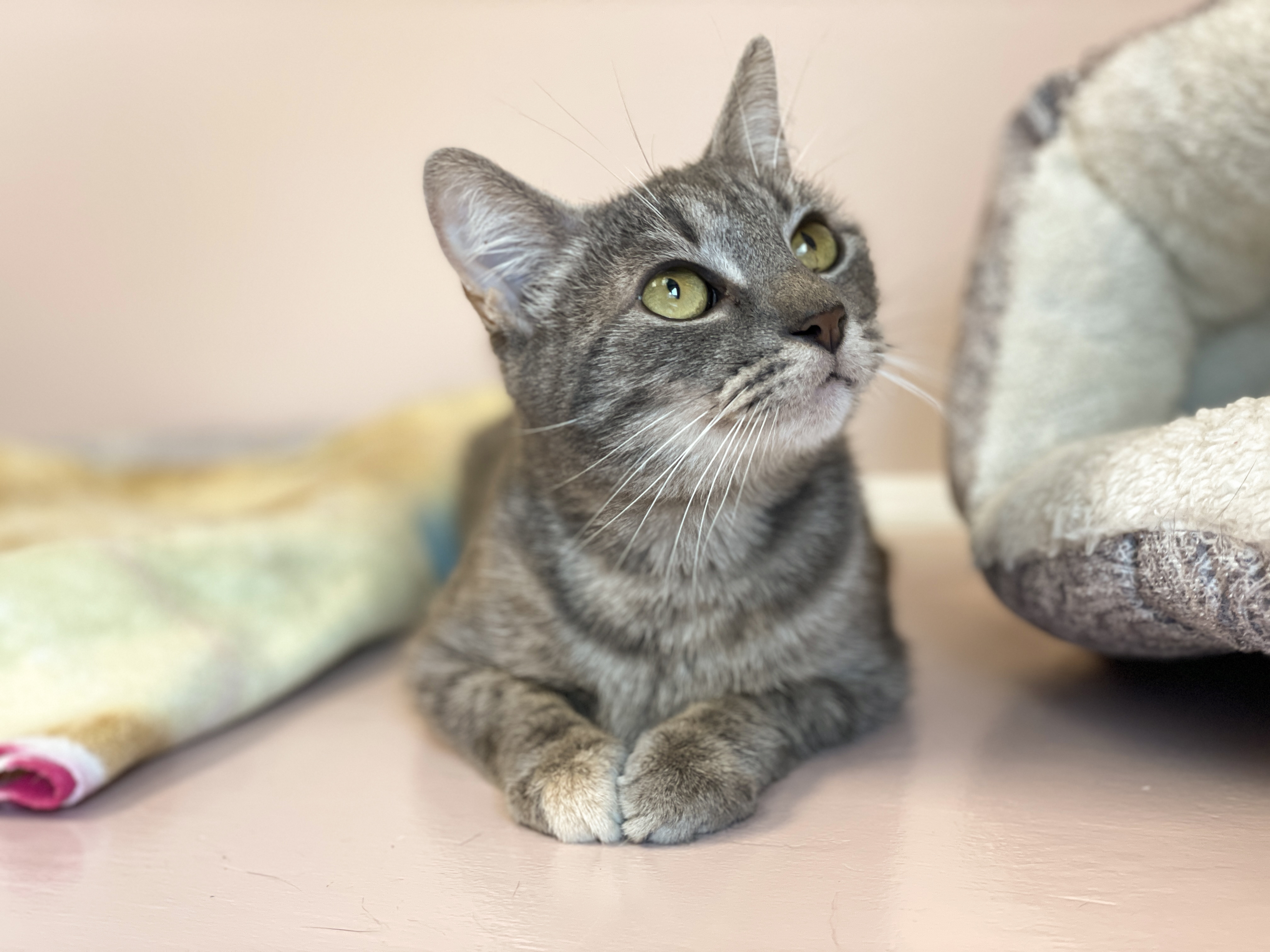 Patsy, a Adoptable Domestic Short Hair in Charles Town, WV image 3/6