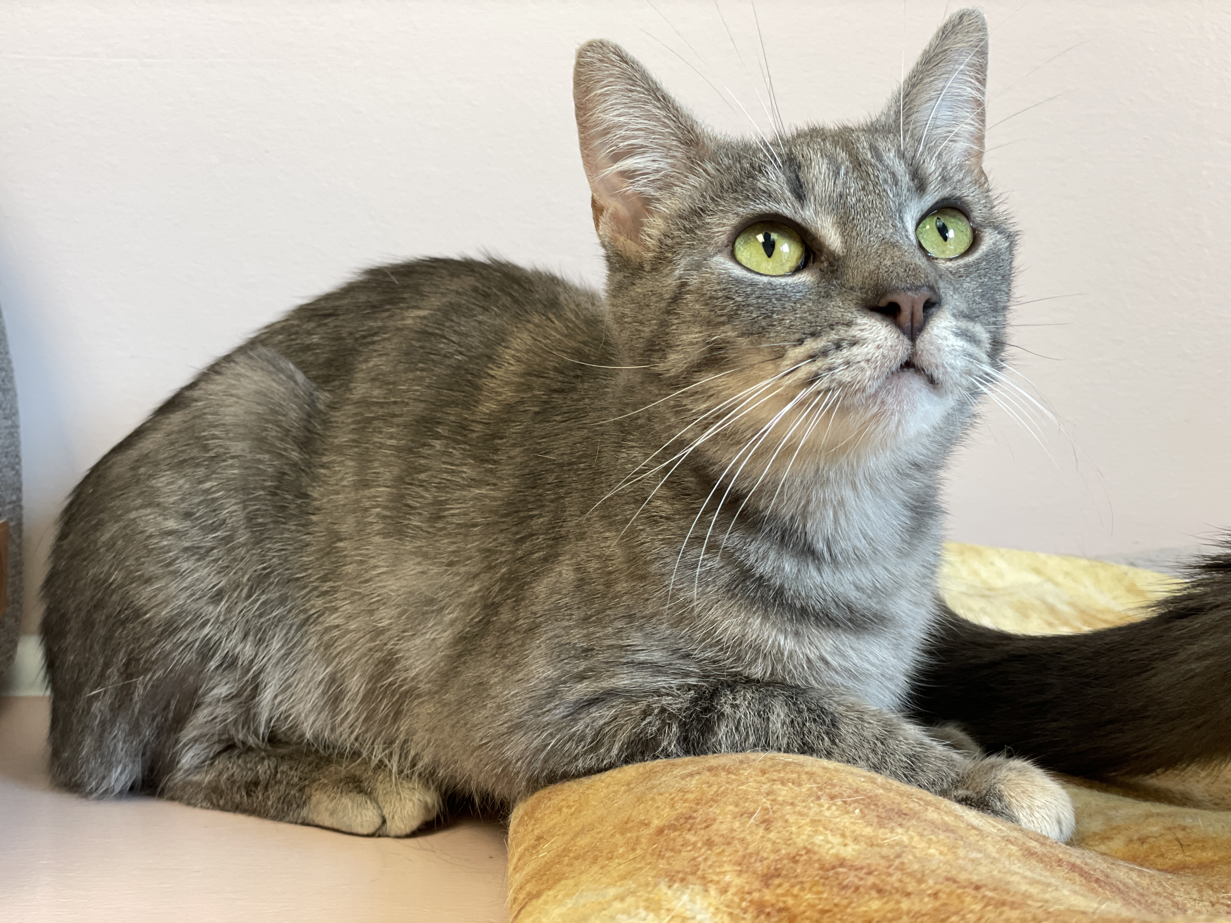 Patsy, a Adoptable Domestic Short Hair in Charles Town, WV image 2/6