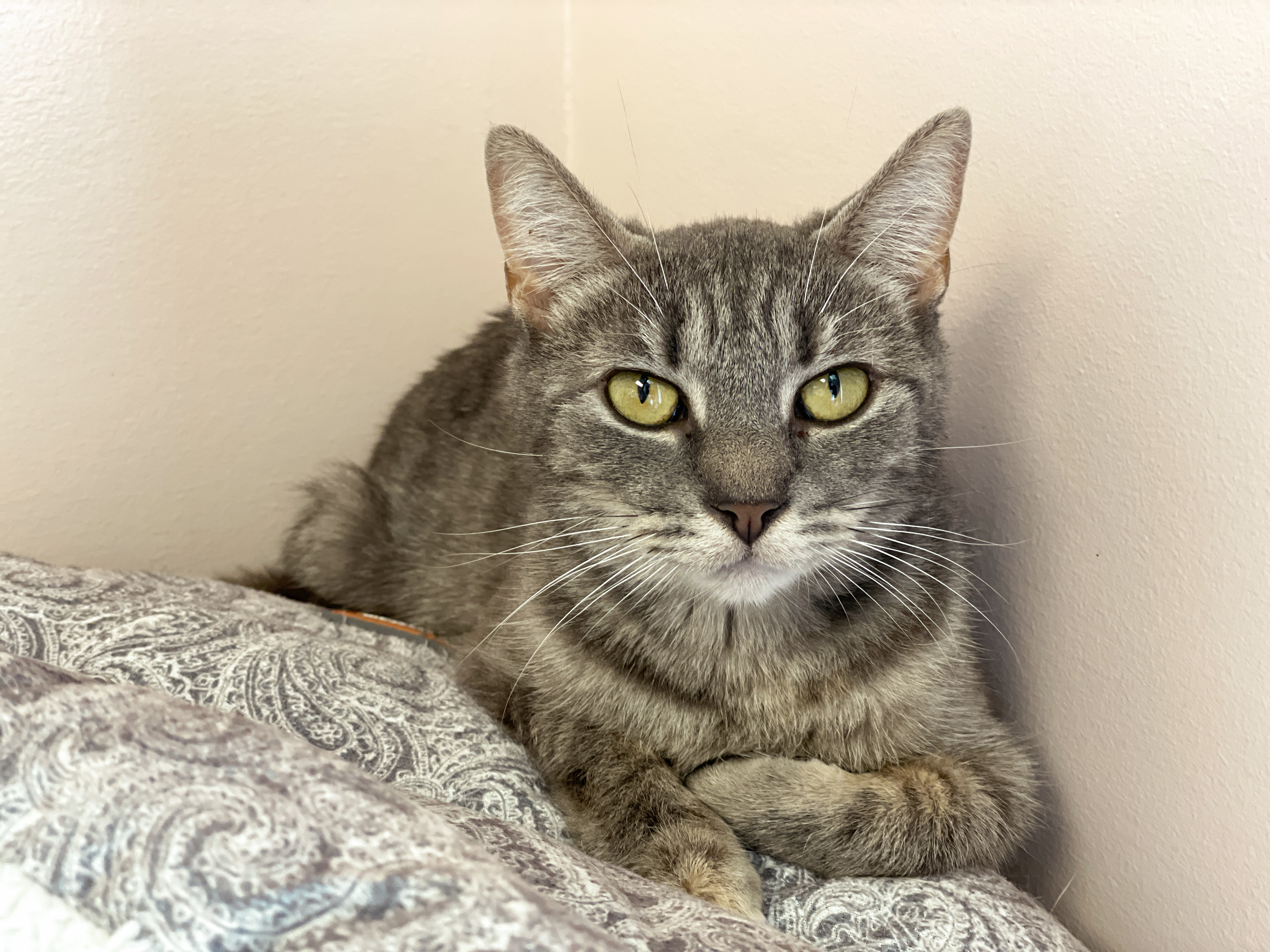 Patsy, a Adoptable Domestic Short Hair in Charles Town, WV image 5/6