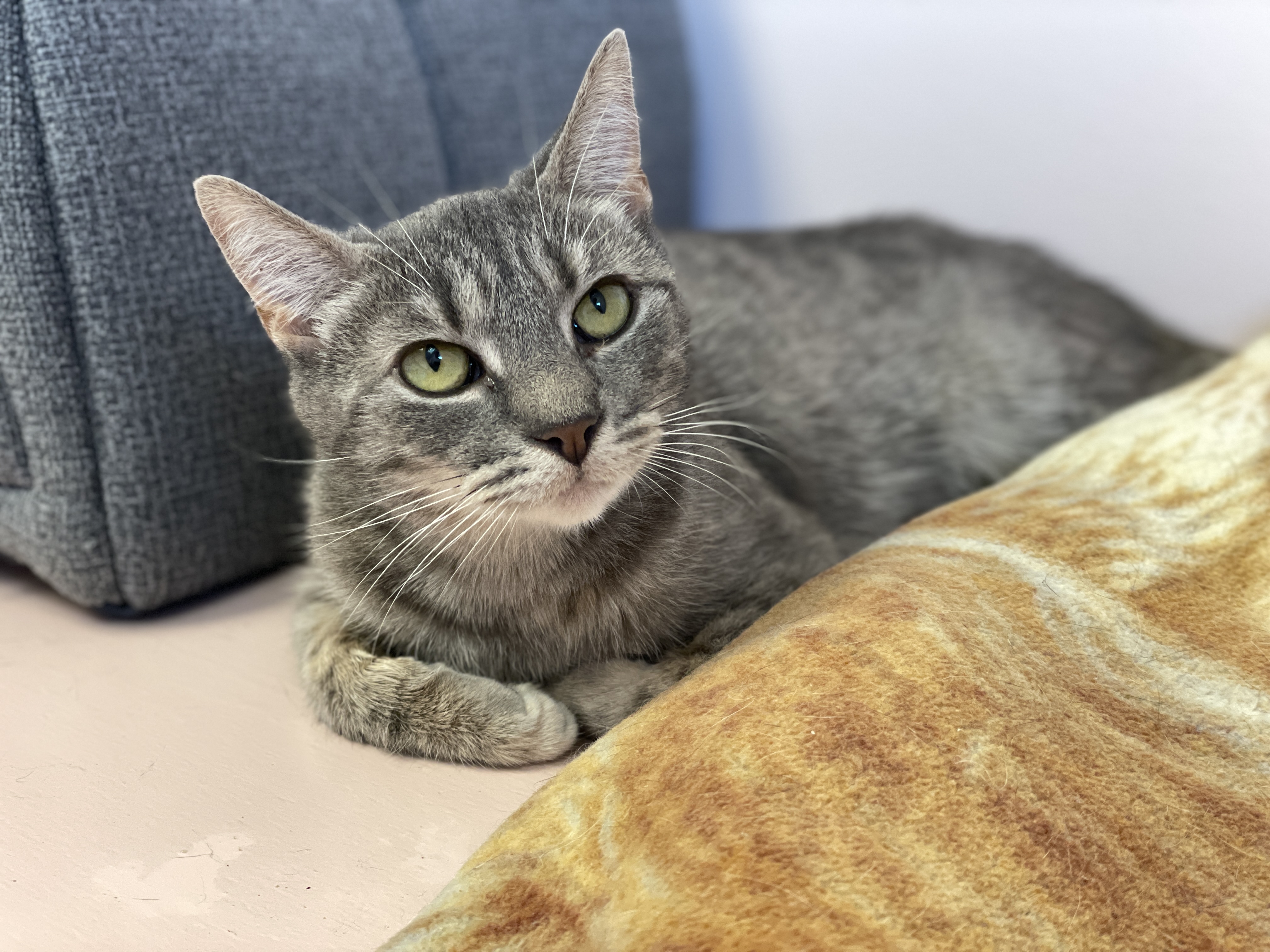 Patsy, a Adoptable Domestic Short Hair in Charles Town, WV image 6/6