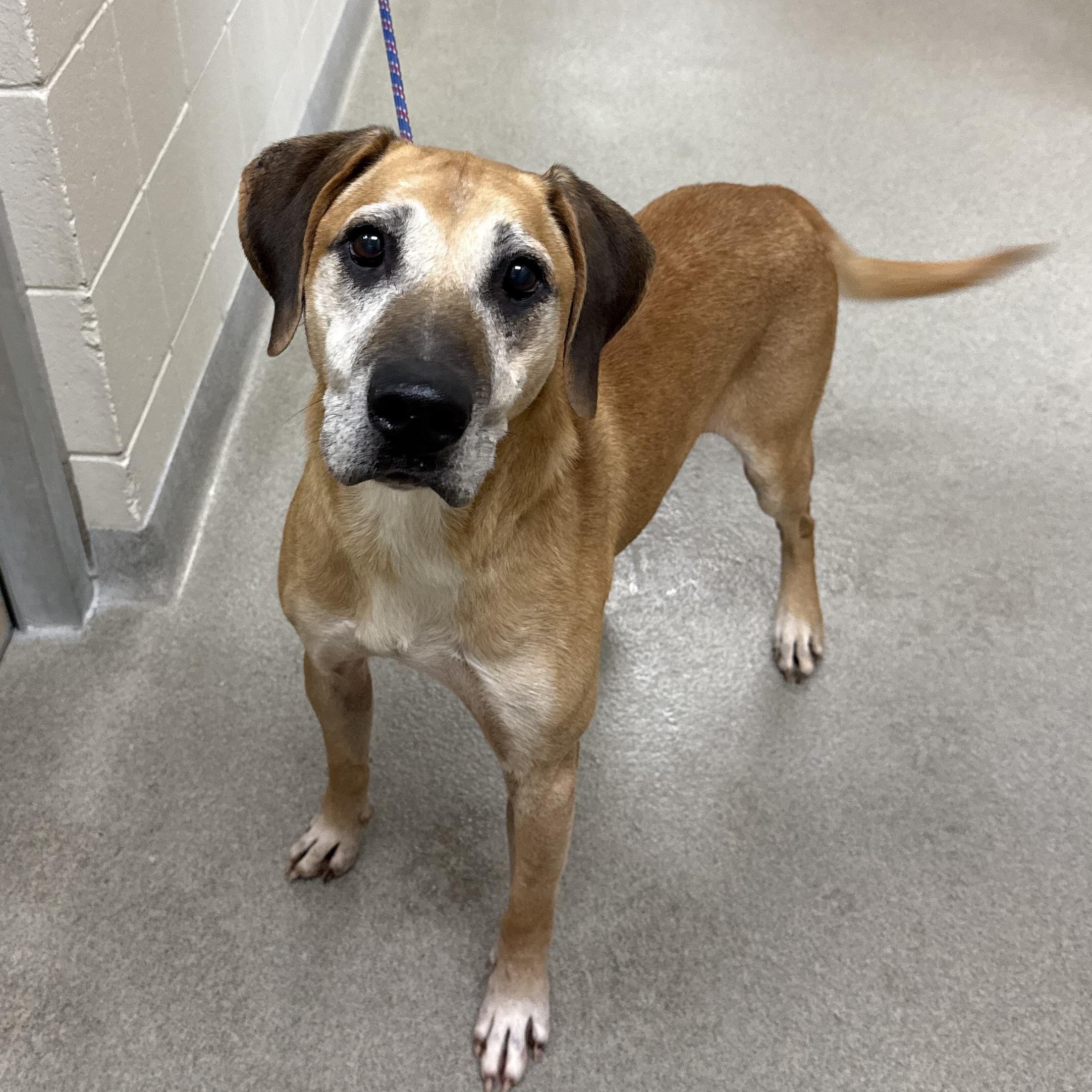 Enlarge Lawnie, a Adoptable mixed breed in Kearney, NE image 1/1