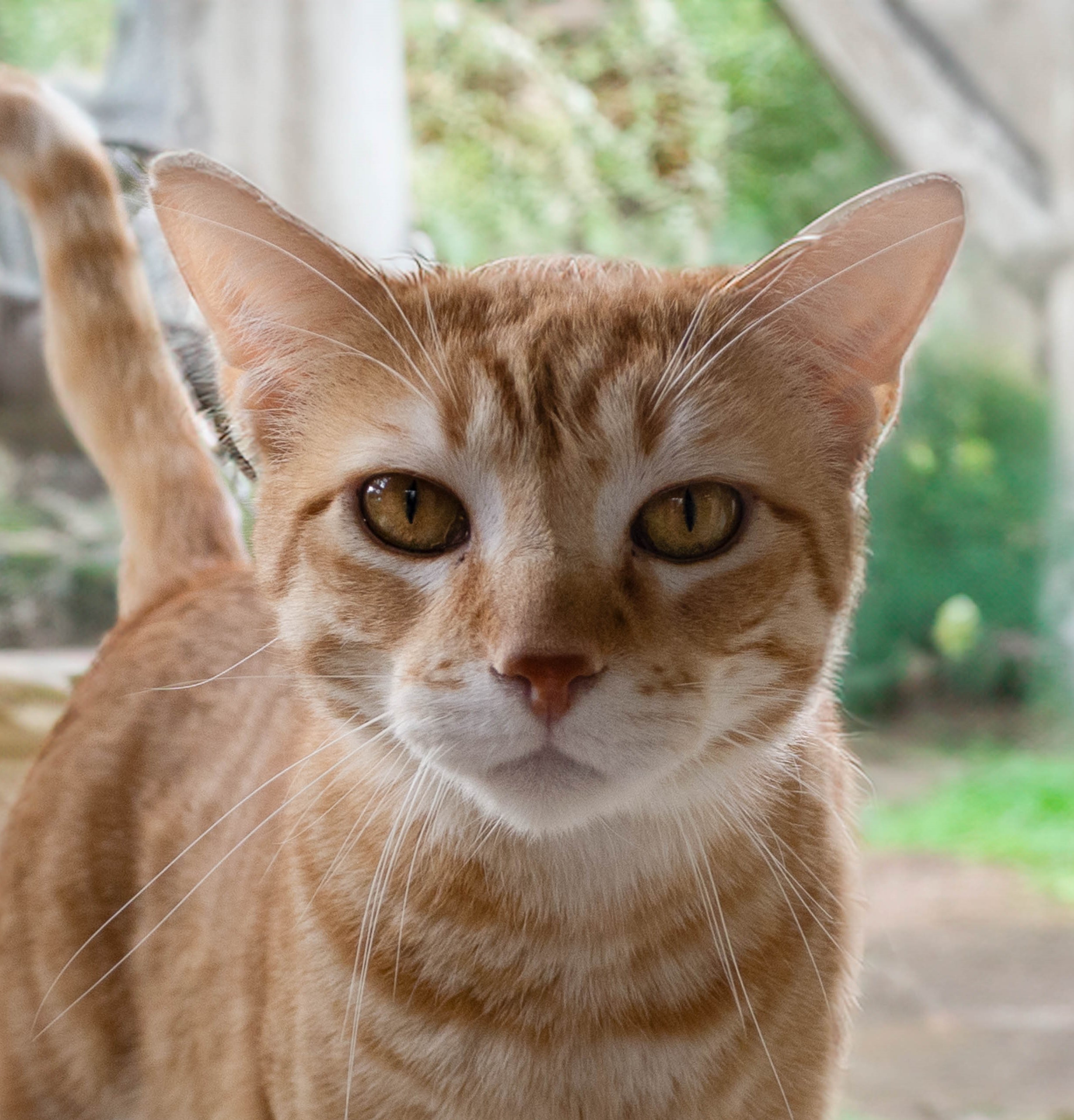 Tiger, Adoptable, Young Male Tabby.