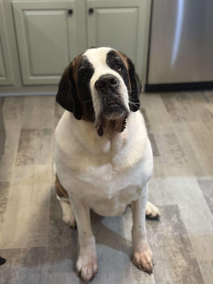 Bonnie Rae, adopted, Adult Female Saint Bernard.