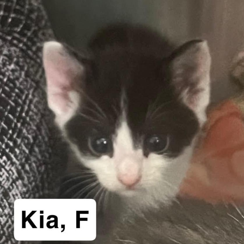 The Cars - Kia, Adoptable, Kitten Female Domestic Short Hair.