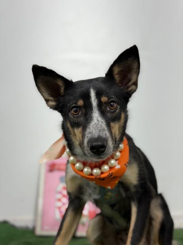 Pebbles-One of our Amazing Rescue Dogs, Adoptable, Young Female Australian Cattle Dog / Blue Heeler & Corgi.