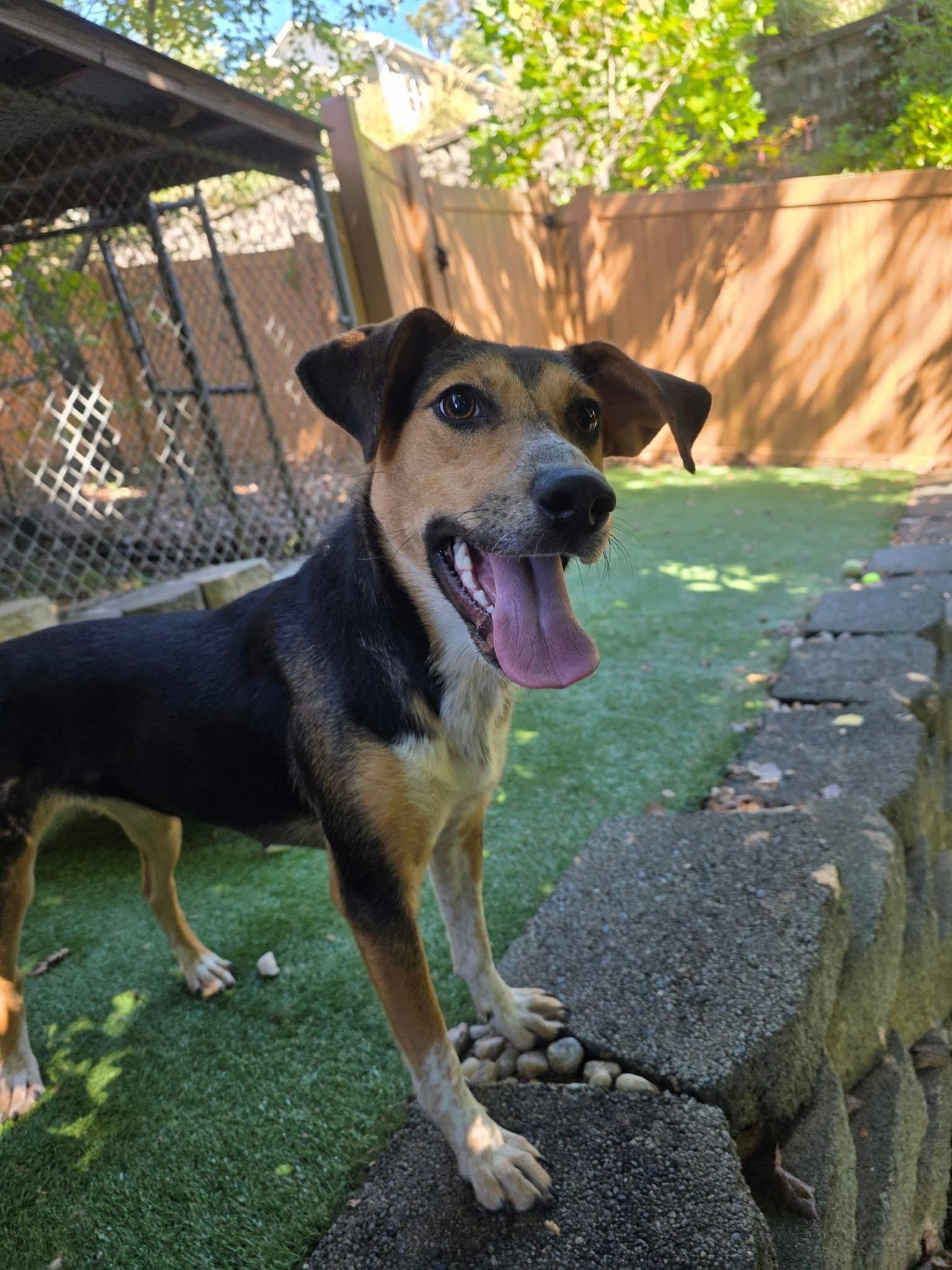 Phoebe, Adoptable, Young Female German Shepherd Dog & Treeing Walker Coonhound.