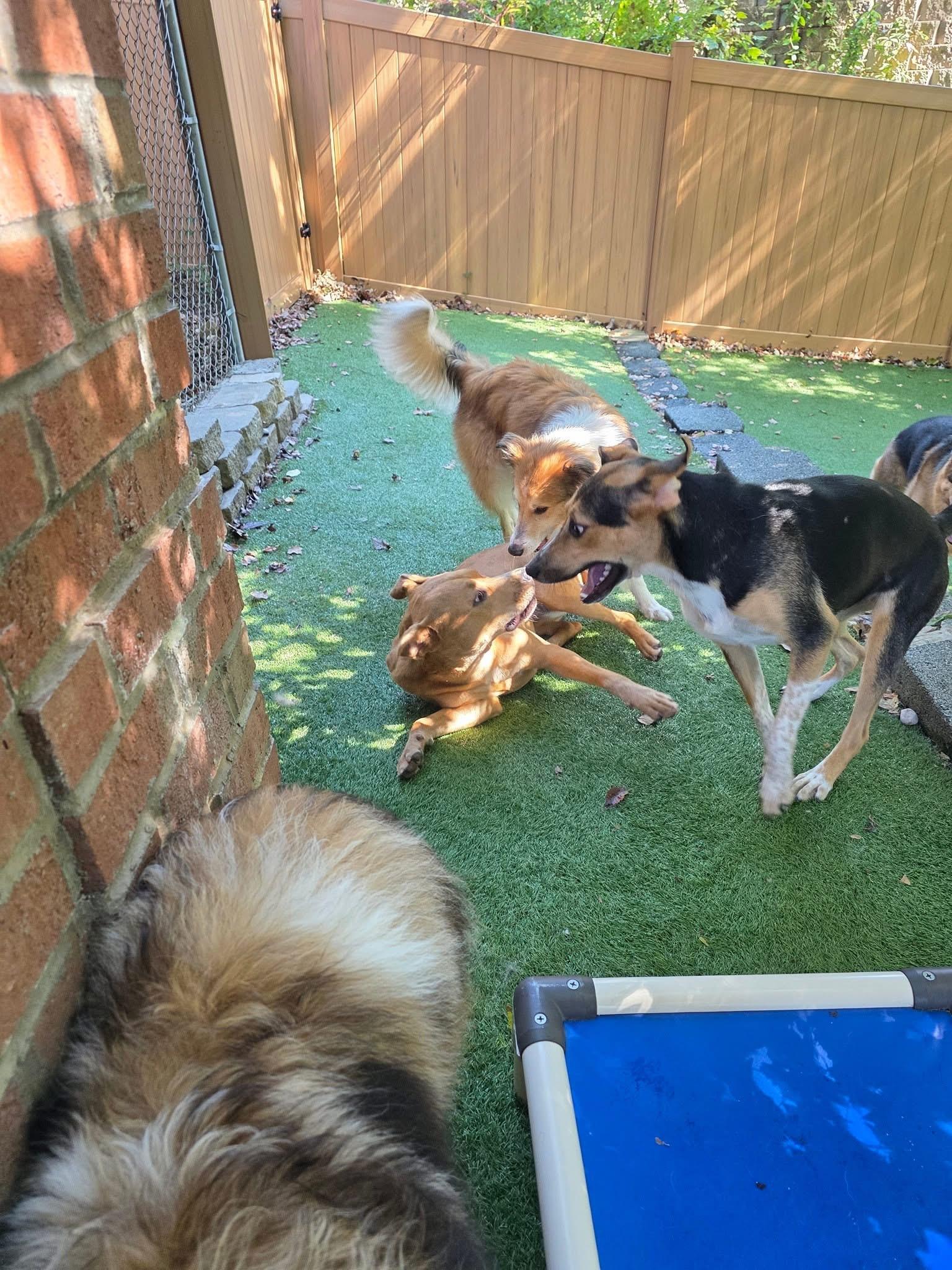 Enlarge Phoebe, a Adoptable mixed breed in Charlotte, NC image 2/4