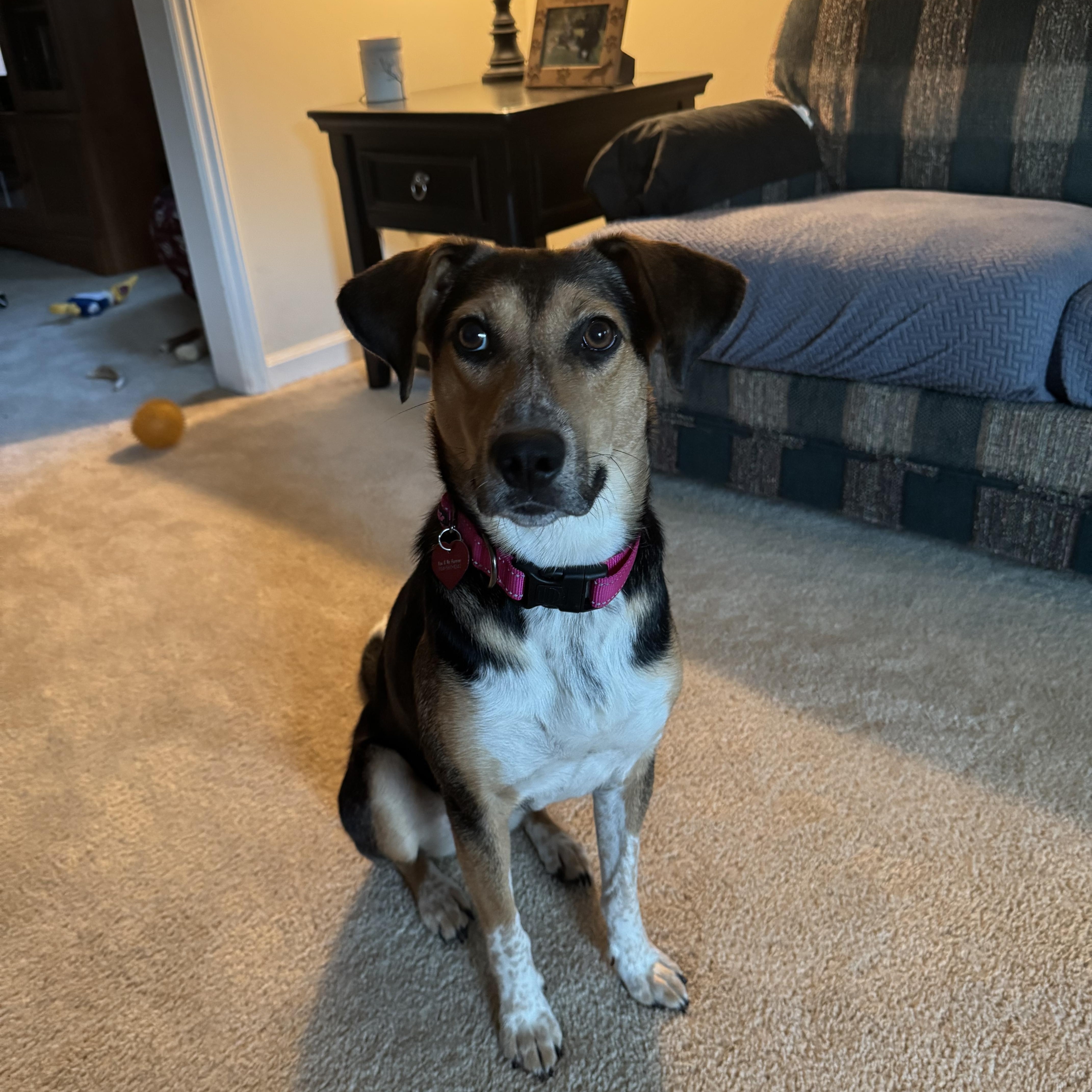 Enlarge Phoebe, a Adoptable mixed breed in Charlotte, NC image 4/4