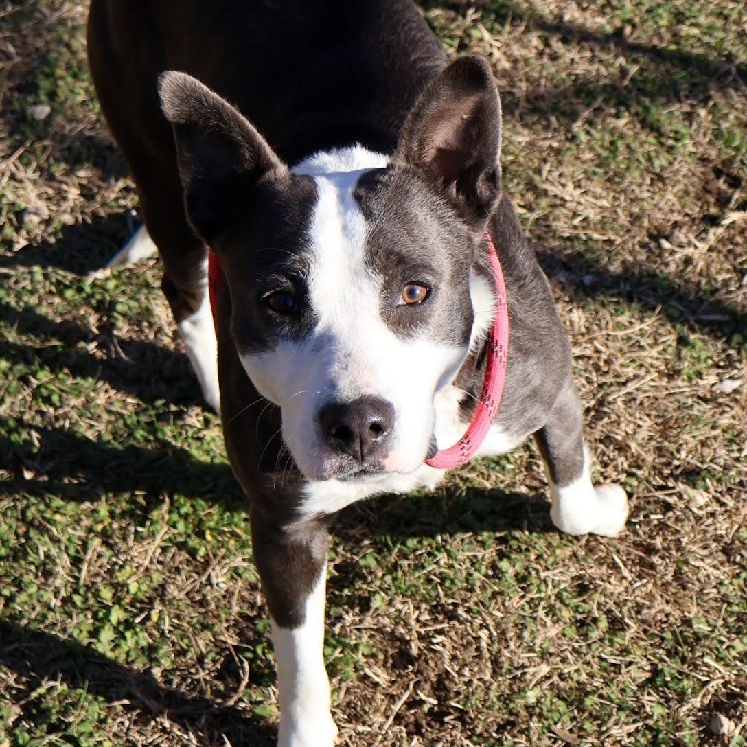 Christy, ADOPTABLE, Young Female Australian Cattle Dog / Blue Heeler.