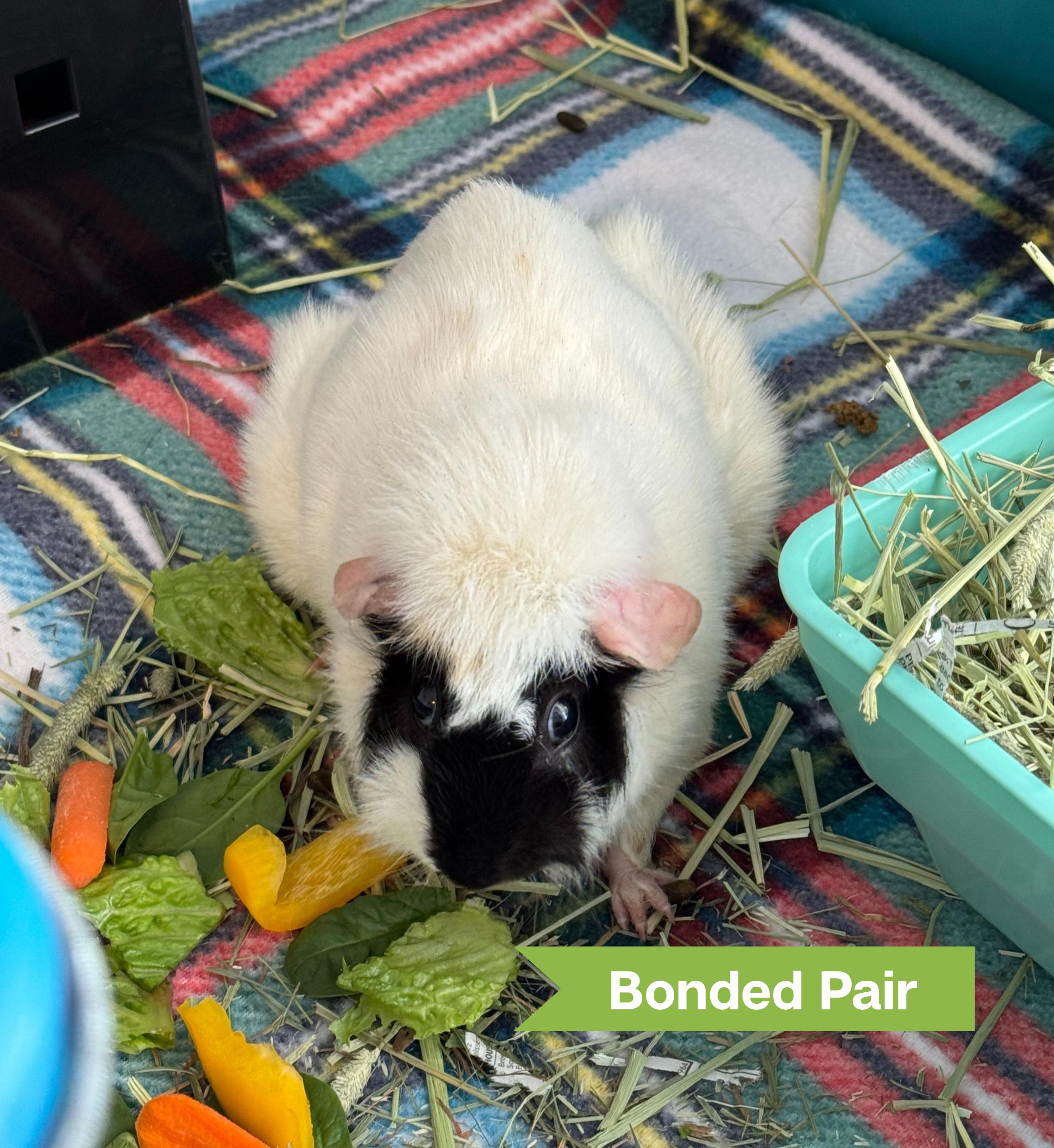 August (bonded w/ Carolina)