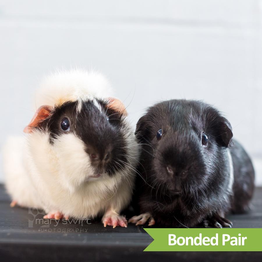 August (bonded w/ Carolina)