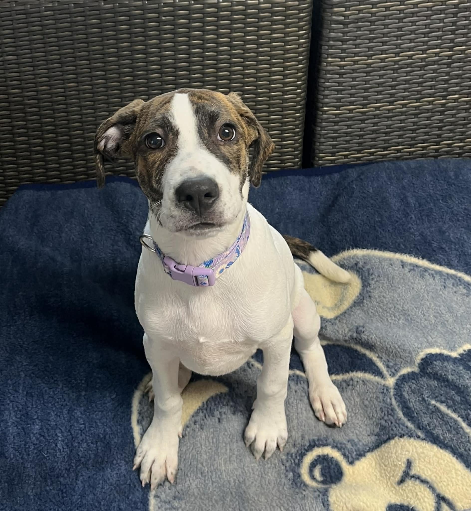 Pie, Adoptable, Young Female Labrador Retriever & Hound.