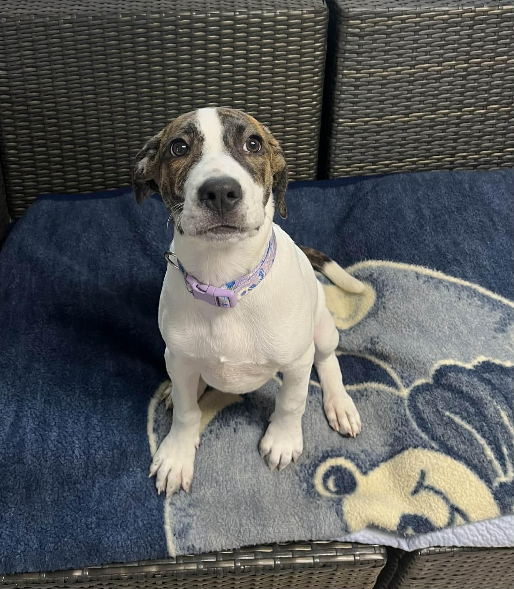 Pie, a Adoptable mixed breed in Sunderland, MD image 2/2