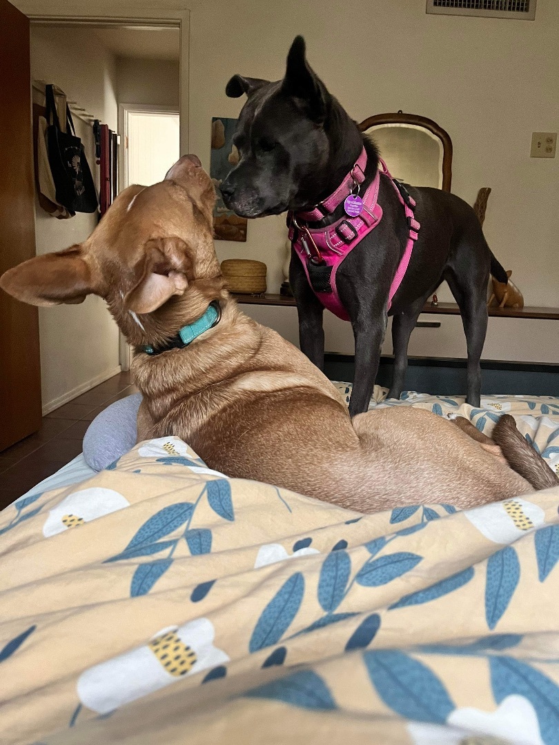 Dorothy Zbornak , Adoptable, Young Female American Staffordshire Terrier.