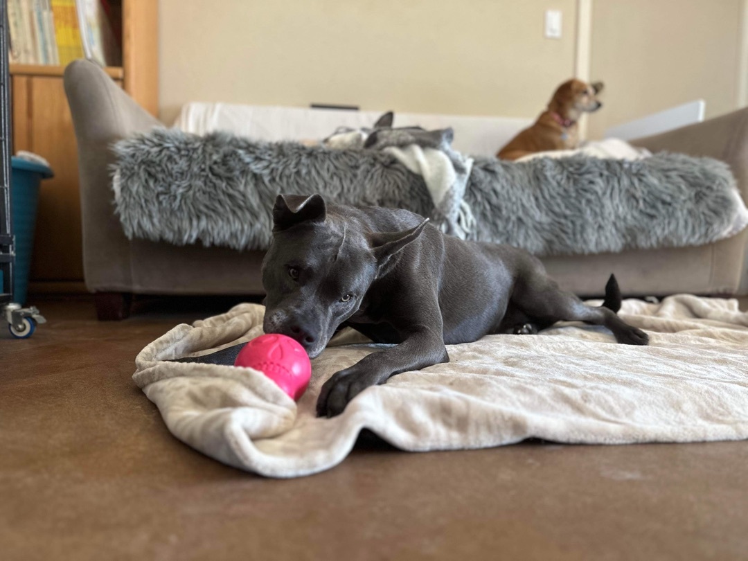 Dorothy Zbornak , a Adoptable mixed breed in Tucson, AZ image 2/12