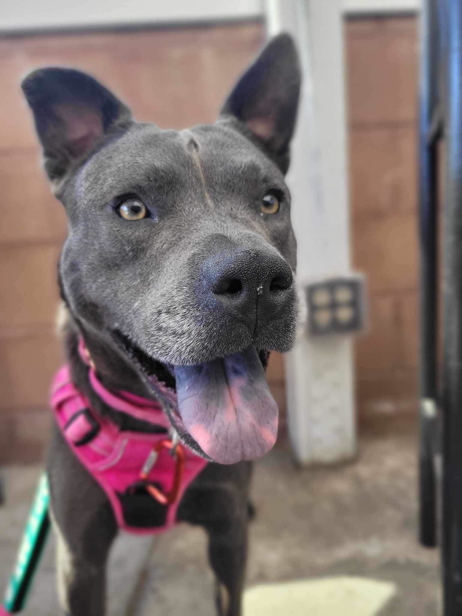 Dorothy Zbornak , a Adoptable mixed breed in Tucson, AZ image 3/12