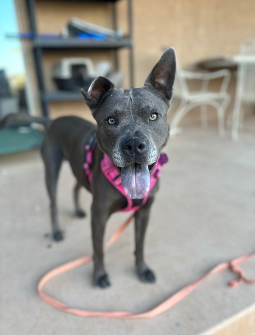 Dorothy Zbornak , an adoptable American Staffordshire Terrier in Tucson, AZ, 85710 | Photo Image 1