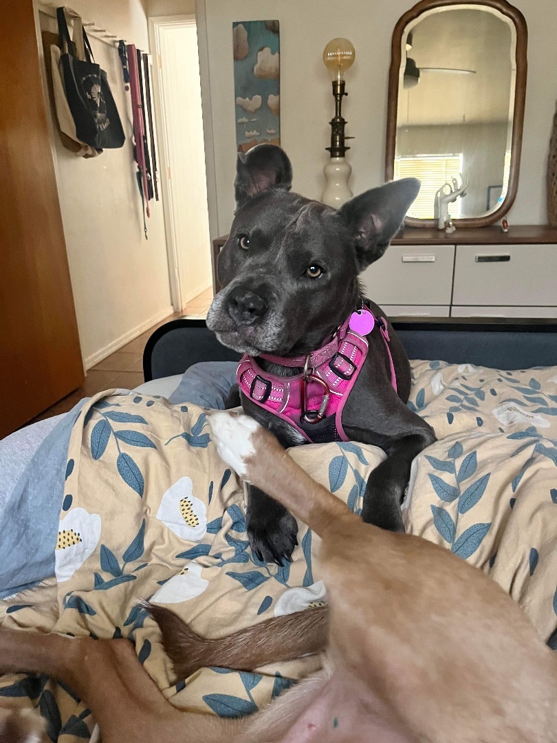 Dorothy Zbornak , an adoptable American Staffordshire Terrier in Tucson, AZ, 85710 | Photo Image 4