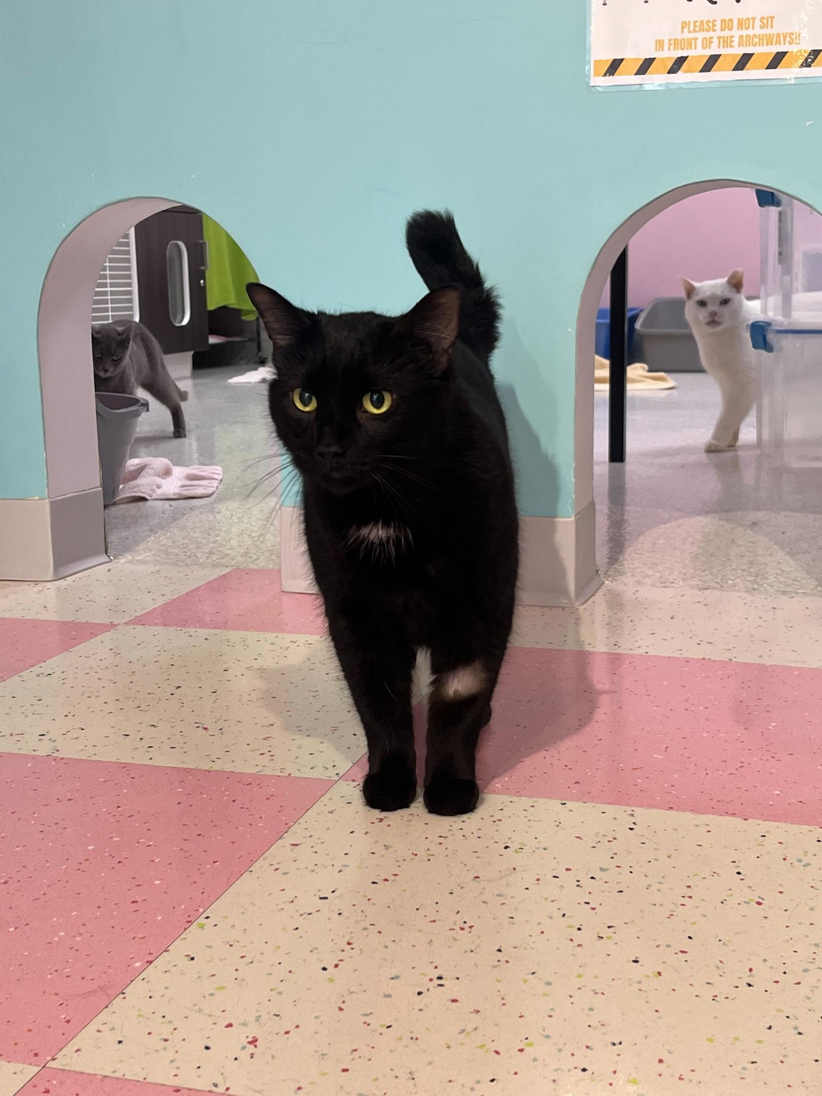 Enlarge George - KBC, a Adopted Domestic Short Hair in Dublin, OH image 1/2