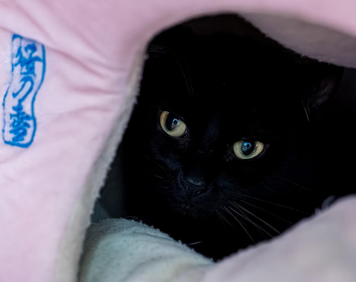 Enlarge George - KBC, a Adopted Domestic Short Hair in Dublin, OH image 2/2