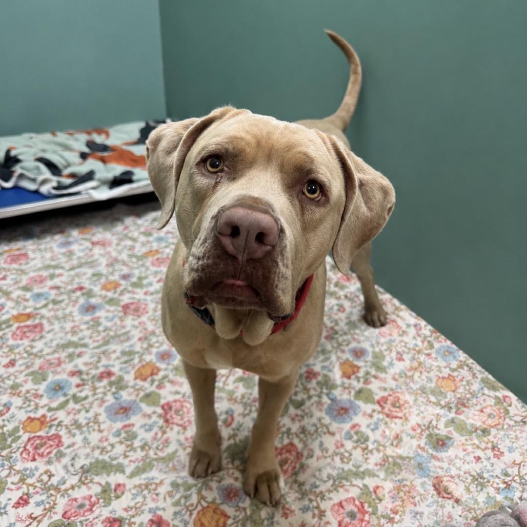 Birdy, Adoptable, Adult Female Mixed Breed.