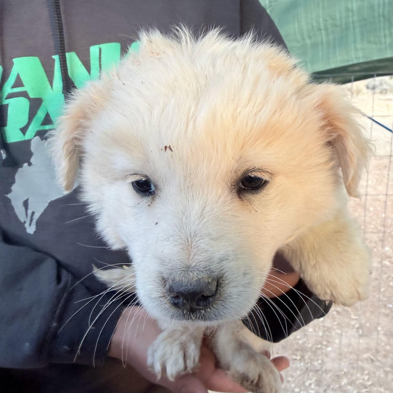 Mr Big, adopted, Puppy Male Australian Shepherd & Great Pyrenees.