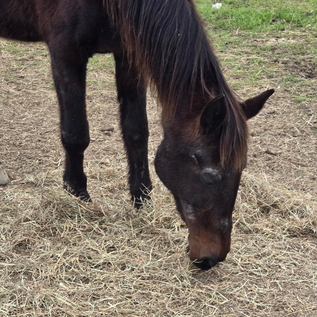 Millie, Adoptable, Senior Female Quarterhorse.