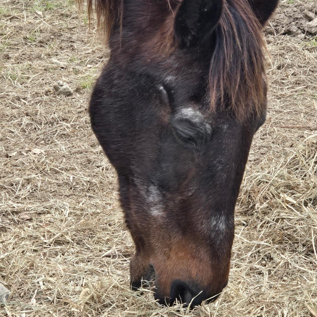 Enlarge Millie, a Adoptable Quarterhorse in Waggaman, LA image 2/4