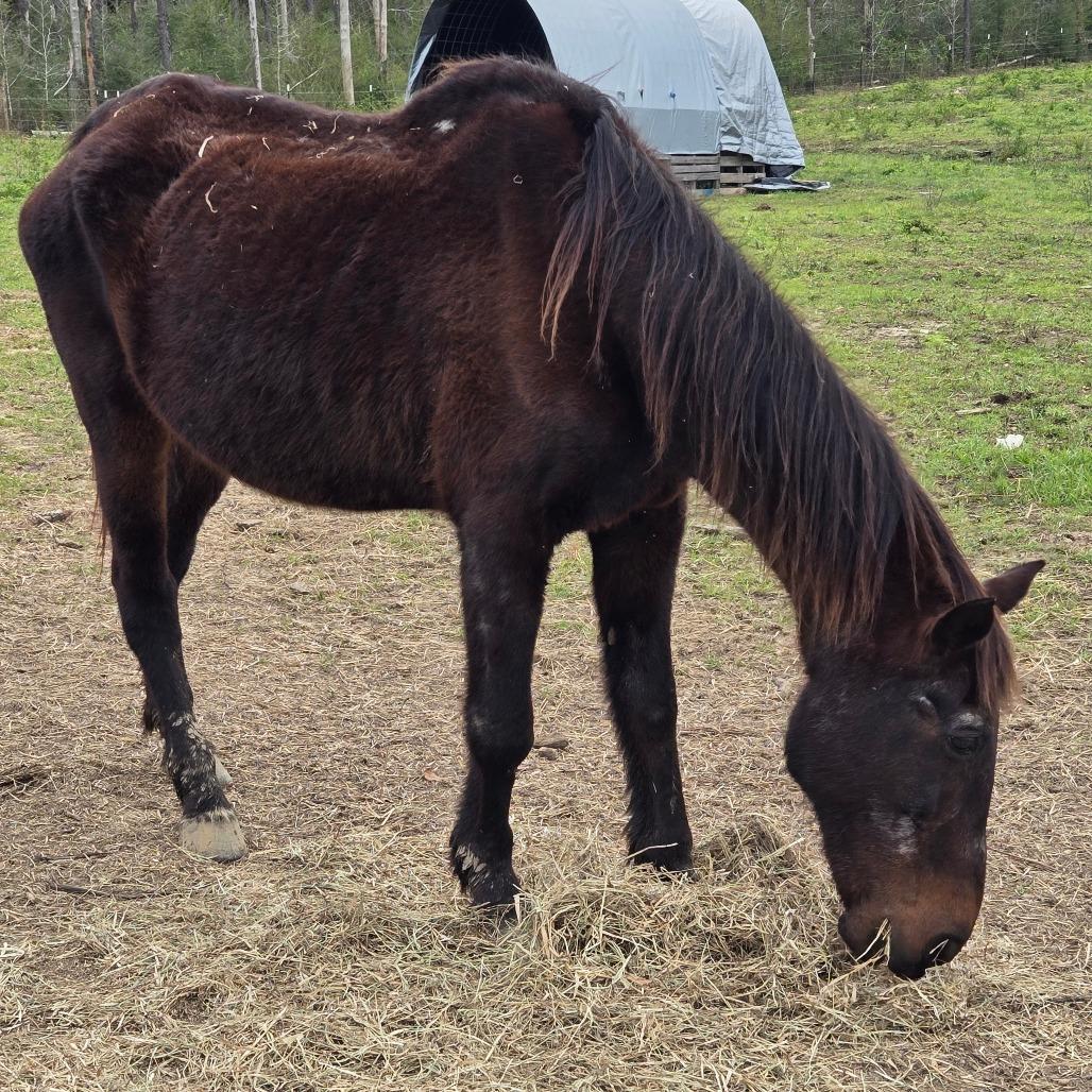 Enlarge Millie, a Adoptable Quarterhorse in Waggaman, LA image 3/4