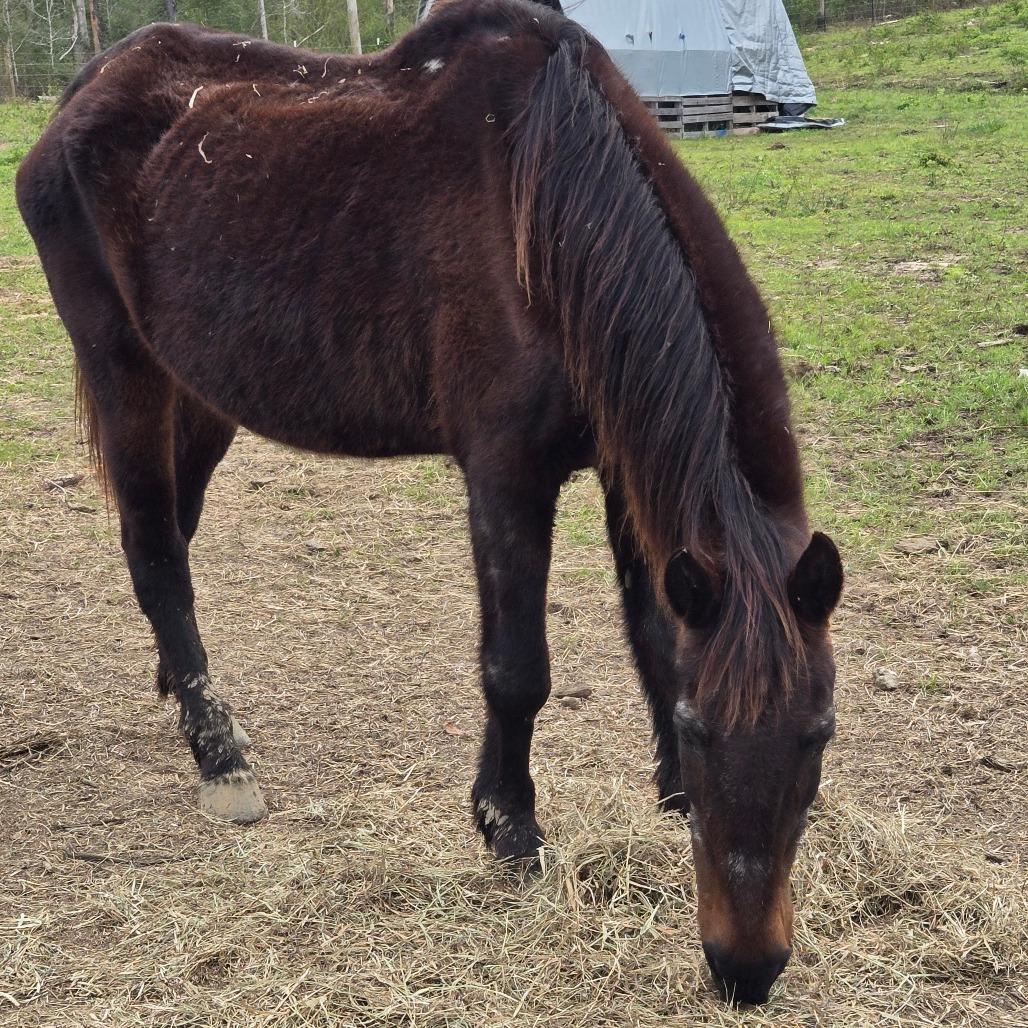 Enlarge Millie, a Adoptable Quarterhorse in Waggaman, LA image 4/4