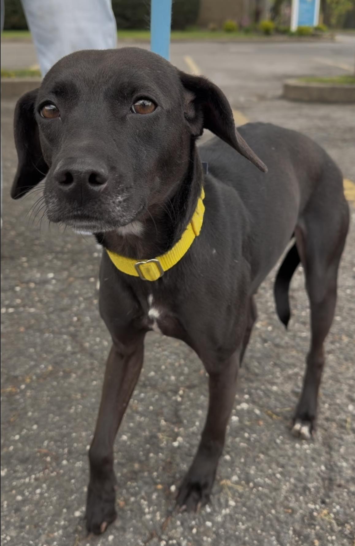 Sweety, adopted, Adult Female Terrier.