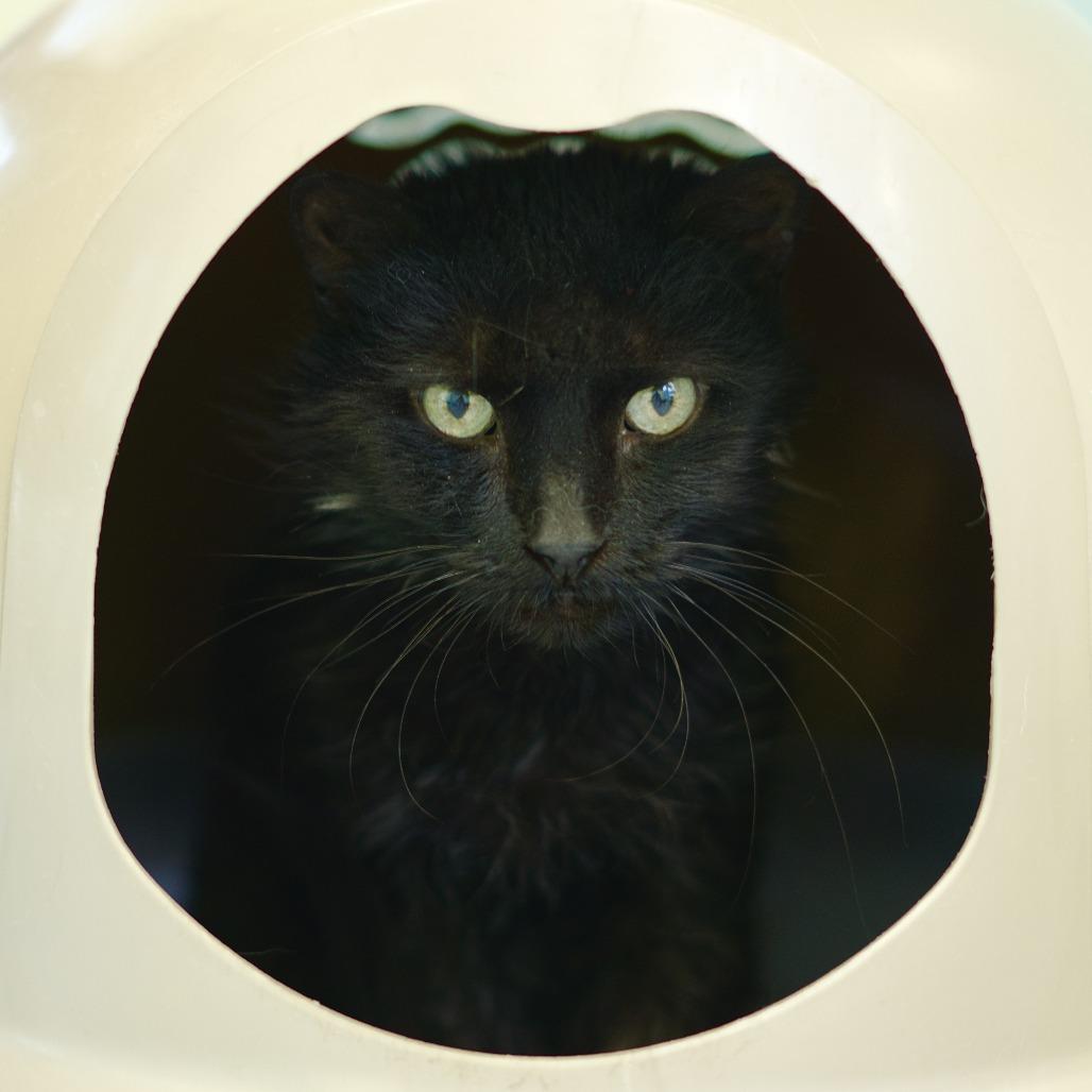 Enlarge Lilly, a Adoptable Domestic Long Hair in Lakewood, CO image 2/6