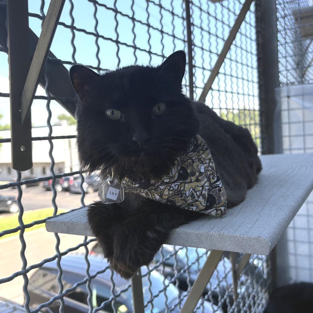 Enlarge Lilly, a Adoptable Domestic Long Hair in Lakewood, CO image 3/6