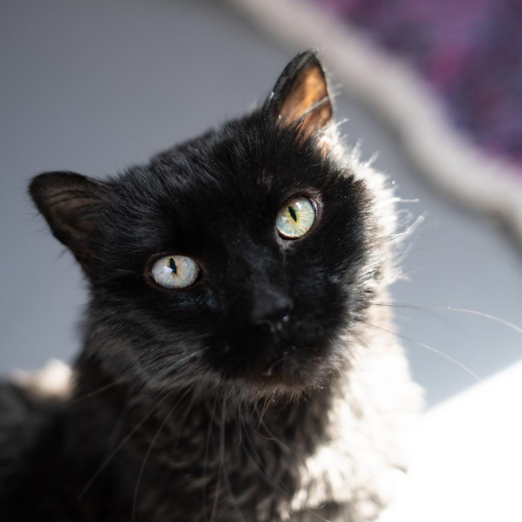 Lilly, a Adoptable Domestic Long Hair in Lakewood, CO image 5/6