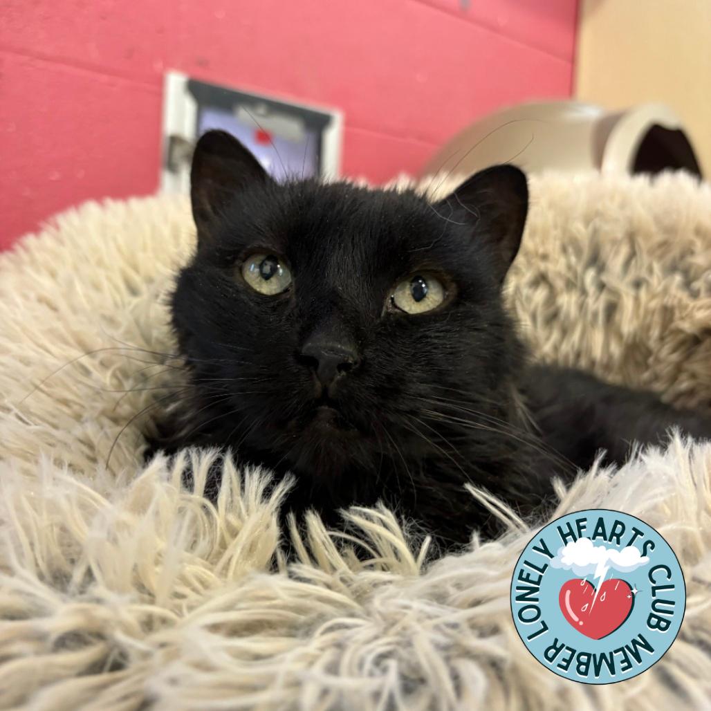 Enlarge Lilly, a Adoptable Domestic Long Hair in Lakewood, CO image 5/6