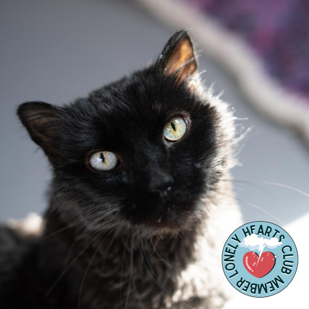 Enlarge Lilly, a Adoptable Domestic Long Hair in Lakewood, CO image 5/6