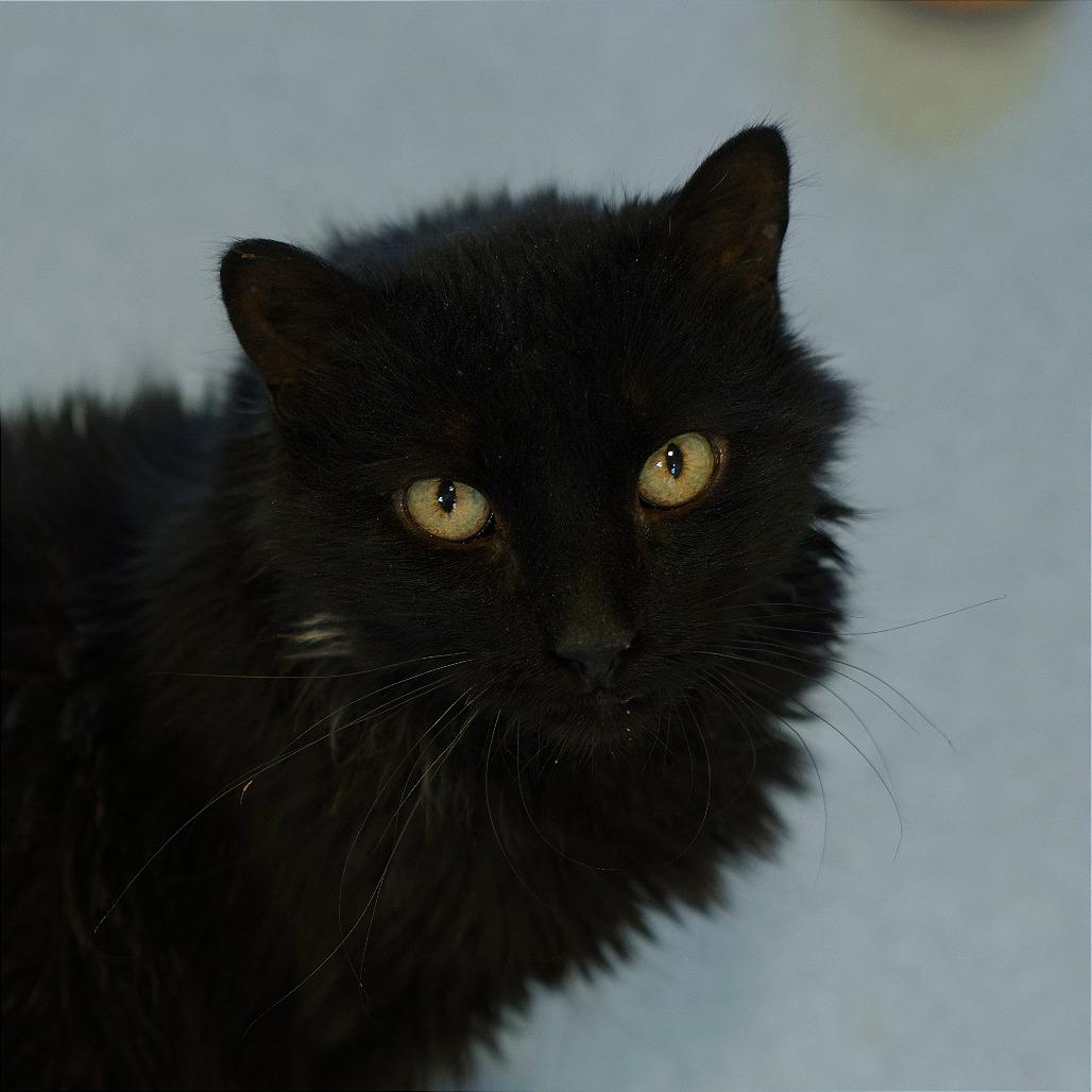 Enlarge Lilly, a Adoptable Domestic Long Hair in Lakewood, CO image 5/6