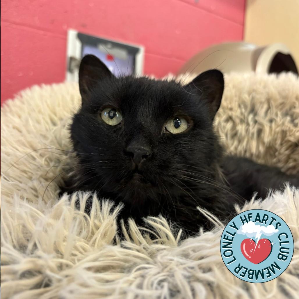 Enlarge Lilly, a Adoptable Domestic Long Hair in Lakewood, CO image 5/6