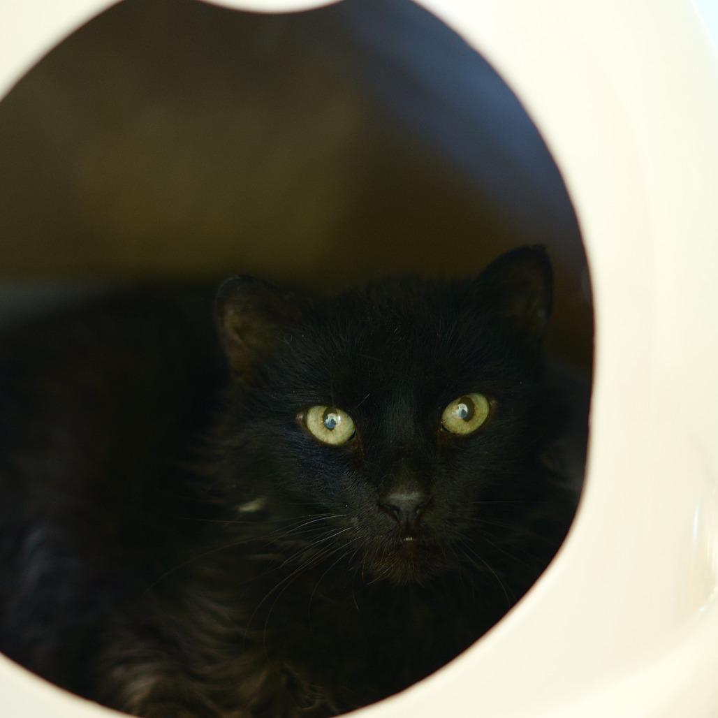 Enlarge Lilly, a Adoptable Domestic Long Hair in Lakewood, CO image 6/6
