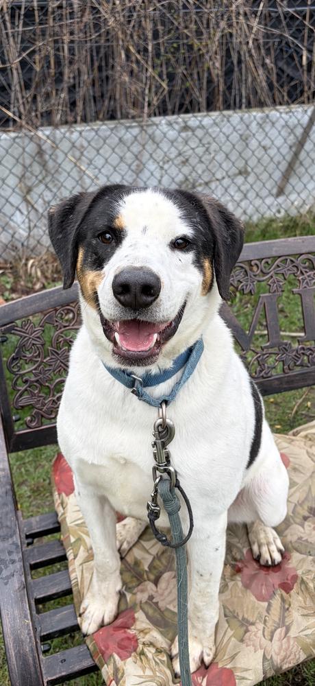 Enlarge Popcorn, a Adoptable mixed breed in Elmsford, NY image 2/4