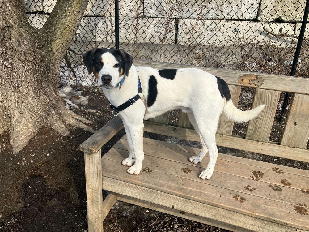 Enlarge Popcorn, a Adoptable mixed breed in Elmsford, NY image 4/4
