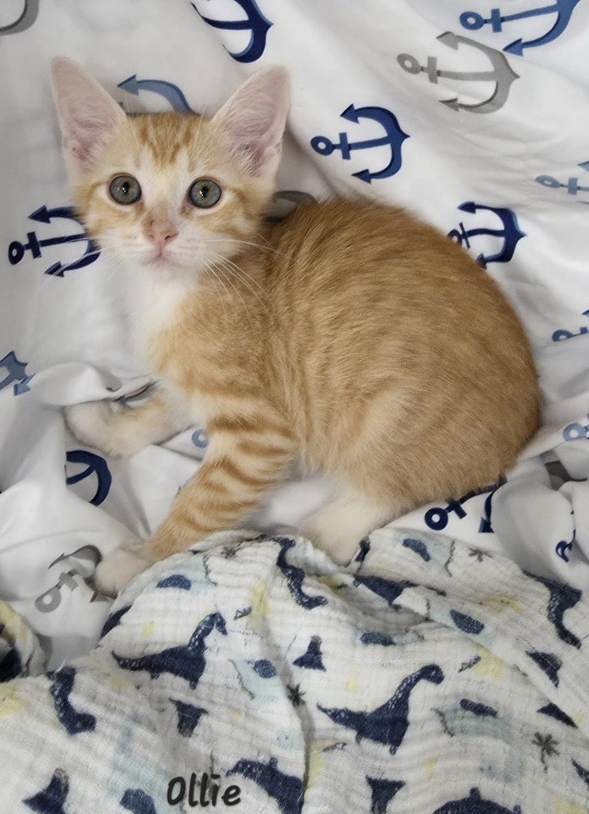 Ollie, adopted, Young Male Domestic Short Hair.